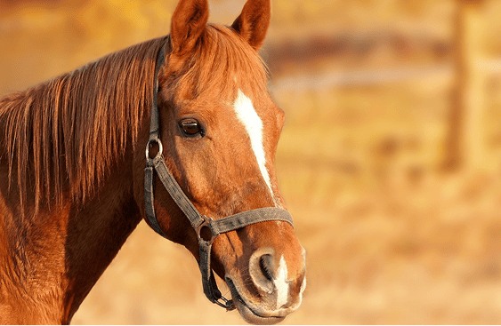 photo de cheval Photo libre de droit d'un cheval au soleil